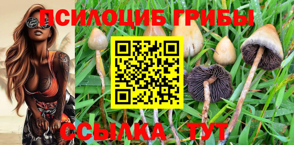 Псилоцибиновые грибы Cubensis  купить наркотик  Красноармейск  Вход с VPN 